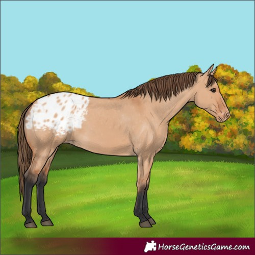 Horse Color:Bay Dun Appaloosa 