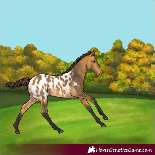 Horse Color:Buckskin Appaloosa