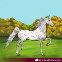 Horse Color:Silver Grullo Appaloosa