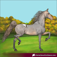 Horse Color:Buckskin Appaloosa 