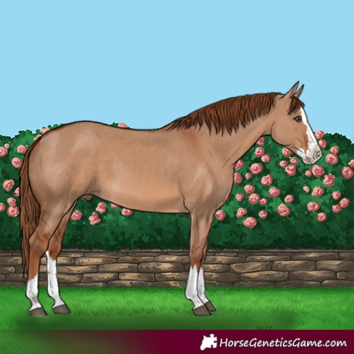 Horse Color:Red Dun Splash 