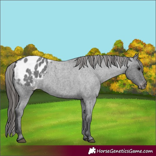 Horse Color:Blue Roan Blanket 