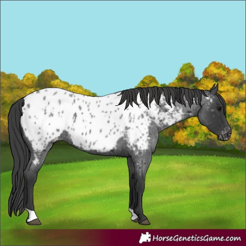 Horse Color:Blue Roan Near Leopard 