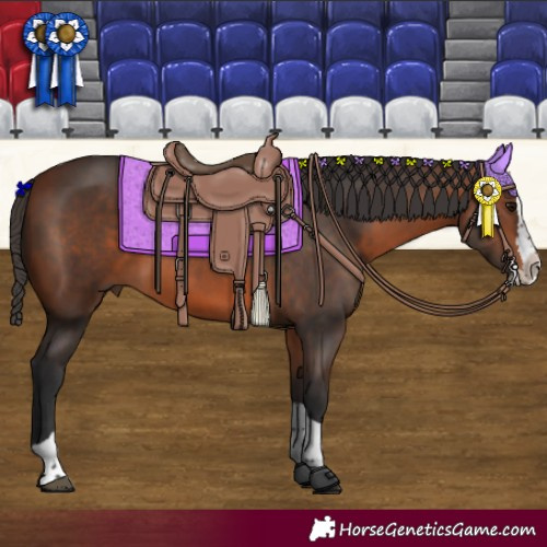 Horse Color:Bay Splash Tobiano 