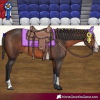 Horse Color:Bay Splash Tobiano