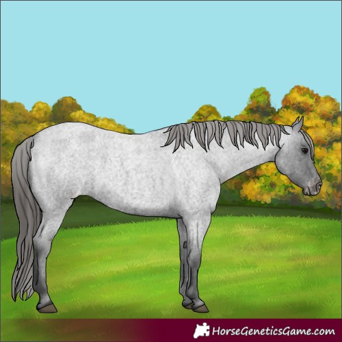 Horse Color:Blue Roan Varnish 