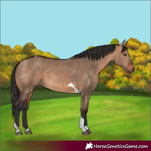 Horse Color:Bay Dun Tobiano 