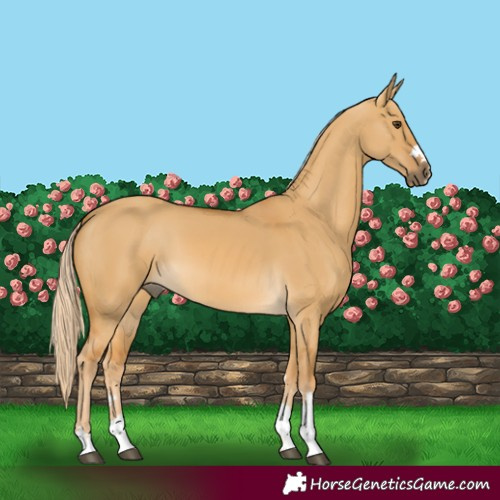 Horse Color:Palomino Dun 