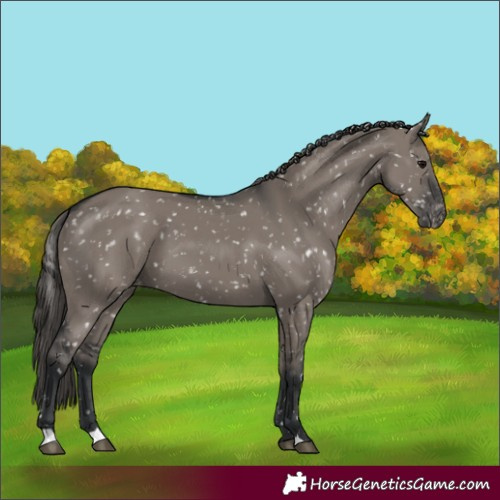 Horse Color:Grullo Appaloosa 