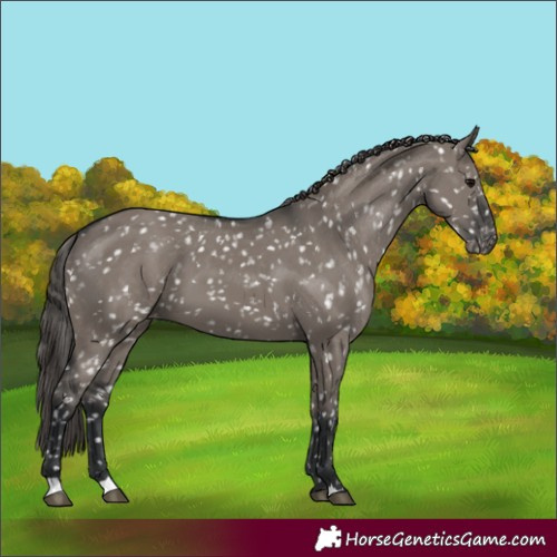 Horse Color:Grullo Appaloosa 