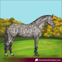 Horse Color:Grullo Snowflake Varnish 