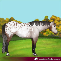 Horse Color:Gray Bay Near Leopard