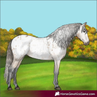 Horse Color:Gray Buckskin Blanket