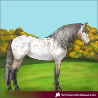 Horse Color:Gray Buckskin Appaloosa 