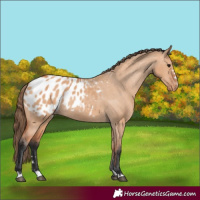 Horse Color:Bay Dun Appaloosa