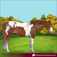 Horse Color:Chestnut Tobiano Appaloosa