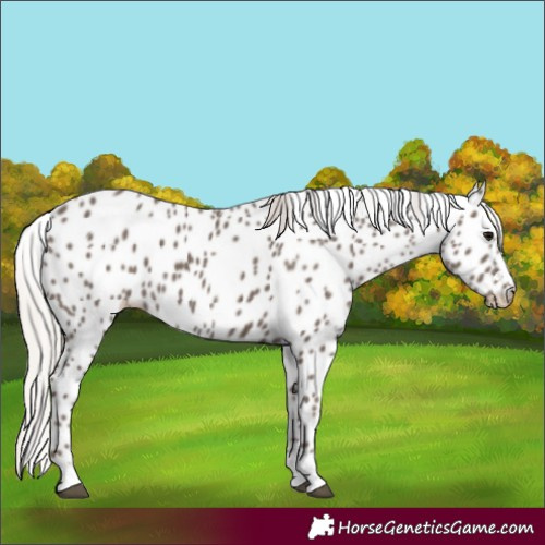 Horse Color:Silver Black Leopard 