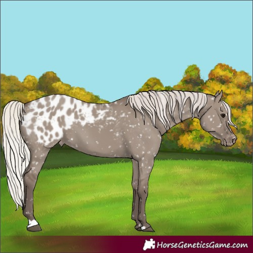Horse Color:Silver Grullo Appaloosa 