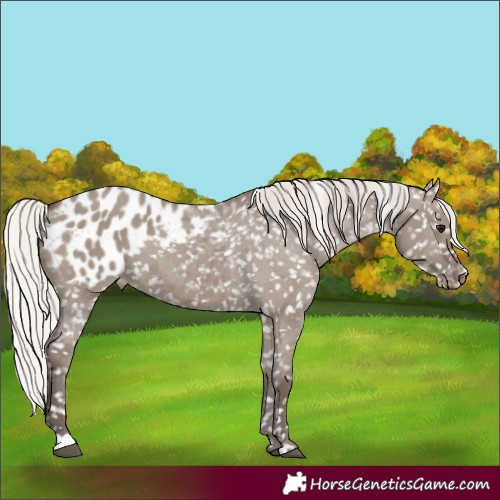 Horse Color:Silver Grullo Appaloosa