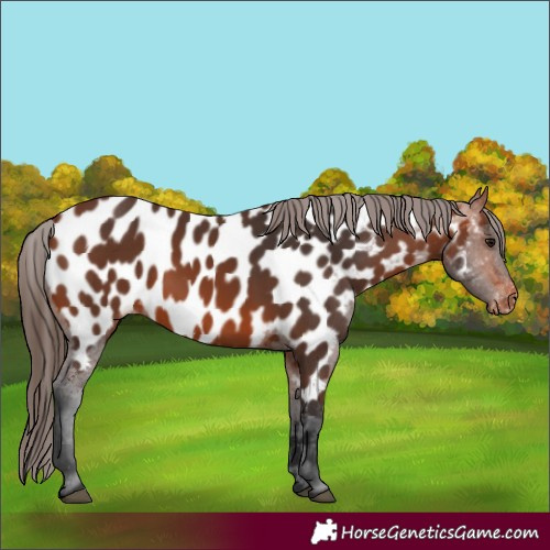 Horse Color:Bay Near Leopard 