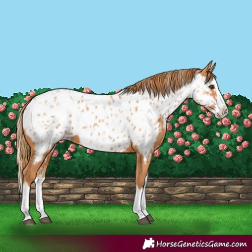 Horse Color:Powder White Chestnut Splash Appaloosa 