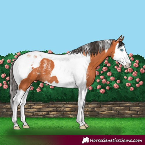 Horse Color:Powder White Bay Splash Tobiano 
