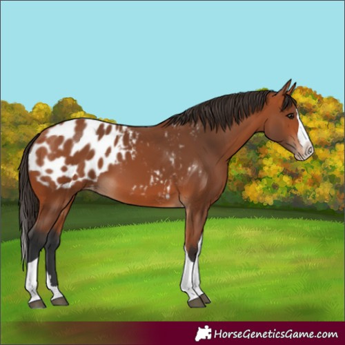 Horse Color:Bay Splash Tobiano Appaloosa 