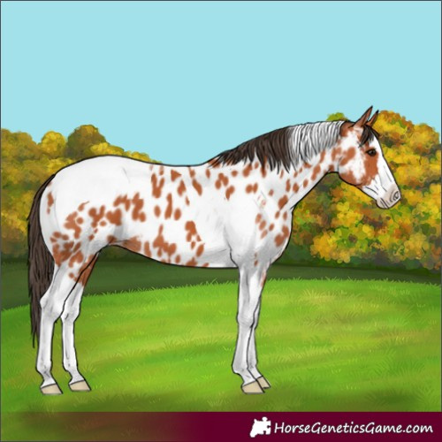 Horse Color:Bay Splash Tobiano Appaloosa 