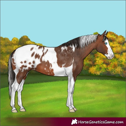 Horse Color:Bay Splash Tobiano Appaloosa 