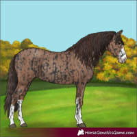 Horse Color:Black  and Classic Champagne 