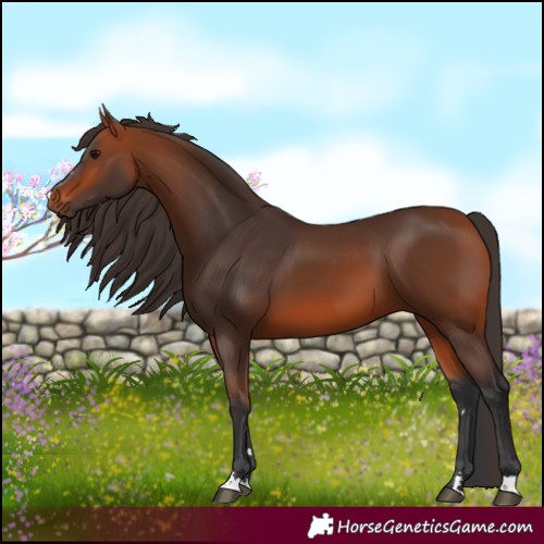 Horse Color:Bay 