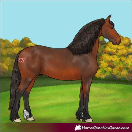 Horse Color:Bay 