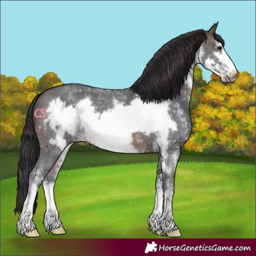 Horse Color:Brown Sabino Frame 