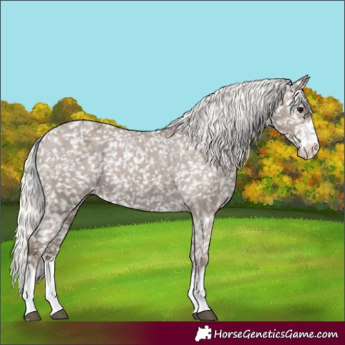 Horse Color:Silver Grullo Appaloosa 