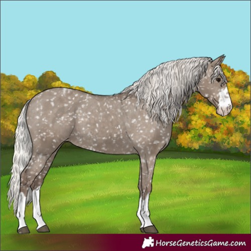 Horse Color:Silver Grullo Appaloosa 