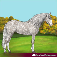 Horse Color:Silver Grullo Appaloosa