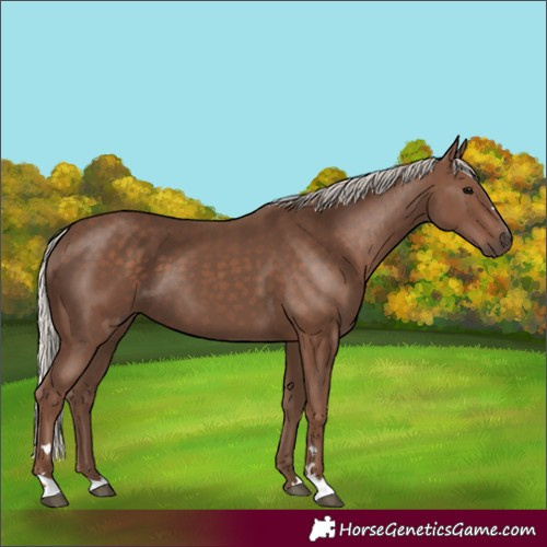 Horse Color:Silver Black