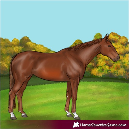 Horse Color:Chestnut 