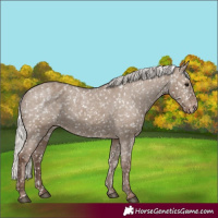 Horse Color:Silver Grullo Appaloosa