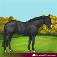 Horse Color:Black Appaloosa Rabicano 
