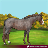 Horse Color:Liver Red Roan Splash