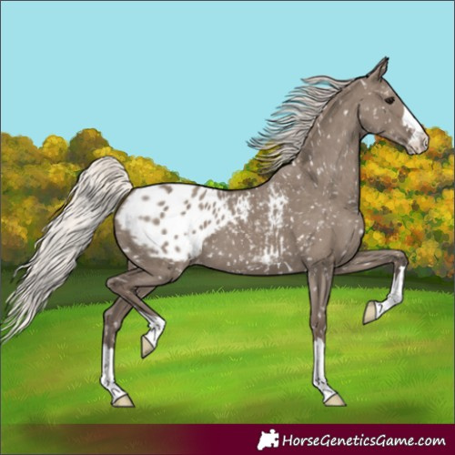 Horse Color:Silver Grullo Appaloosa 