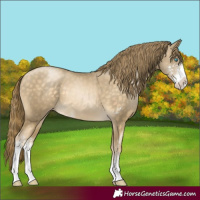 Horse Color:Buckskin Pearl Sabino 