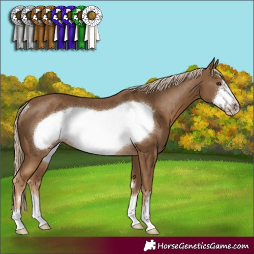 Horse Color:Chocolate Palomino Frame Rabicano 