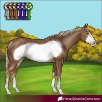 Horse Color:Chocolate Palomino Frame Rabicano