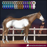 Horse Color:Chocolate Palomino Frame Rabicano 