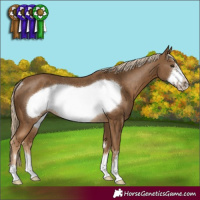 Horse Color:Chocolate Palomino Frame Rabicano 