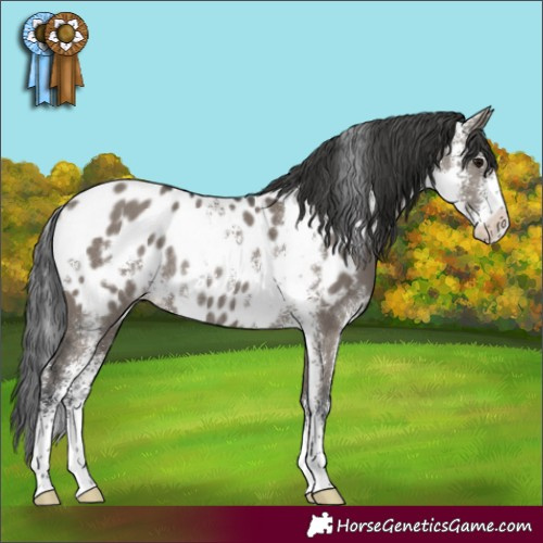 Horse Color:Grullo Sabino Appaloosa Rabicano 