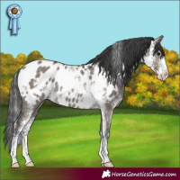 Horse Color:Grullo Sabino Appaloosa Rabicano