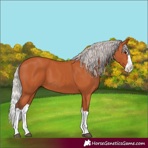 Horse Color:Silver Bay Splash 